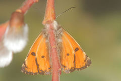 Archiearinae