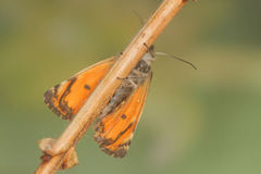 Archiearinae