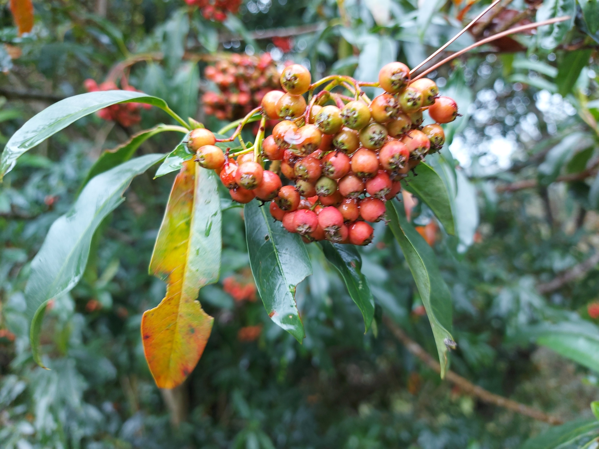 Christmas berries (Genus Photinia)  iNaturalist