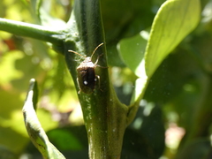 Dryadocoris apicalis