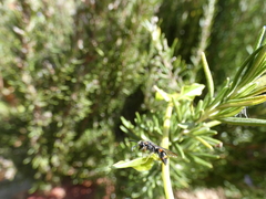 Ancistrocerus haematodes