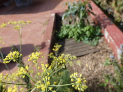 Cerceris concinna