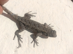 Sceloporus grammicus