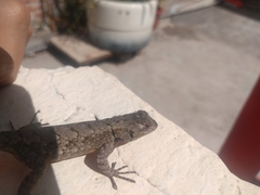 Sceloporus grammicus