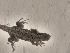Sceloporus grammicus