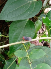 Kalidasa lanata