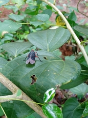 Kalidasa lanata
