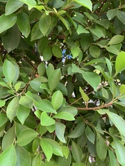 Ficus microcarpa