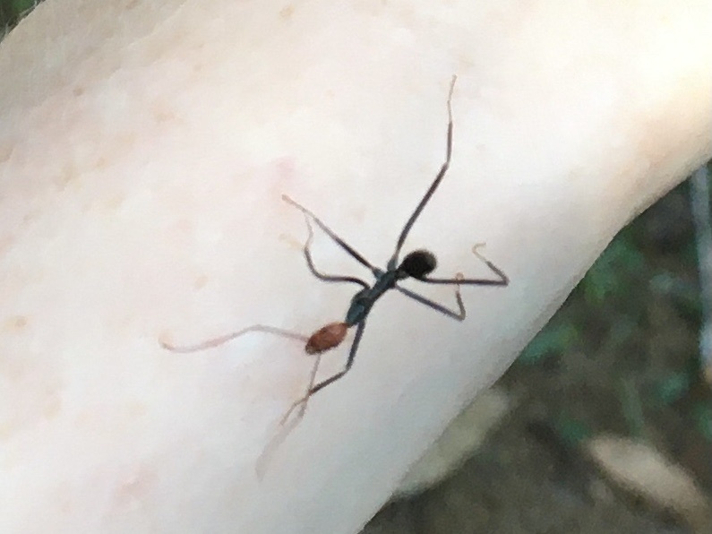 Leptomyrmex erythrocephalus