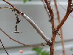 Bastilla solomonensis