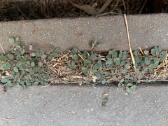 Euphorbia prostrata