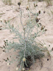 Cirsium pitcheri