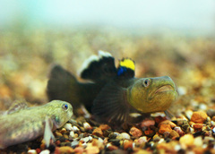 Desert Goby photo 2