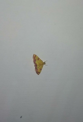 Isocentris filalis