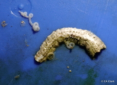 Vermetoidea