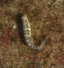 Omobranchus elongatus