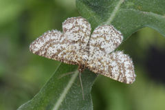 Heliomata glarearia