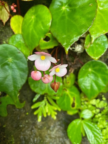 Begonia fibrosa · NaturaLista Colombia