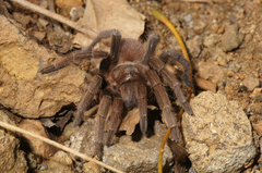Acanthoscurria maga