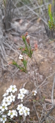 Leucopogon glacialis