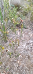 Leucopogon glacialis