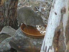 Potorous tridactylus