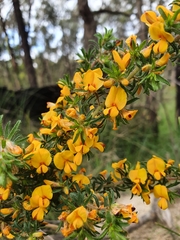 Pultenaea hispidula