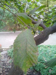 Ulmus glabra camperdownii