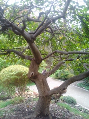 Ulmus glabra camperdownii