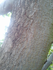 Ulmus glabra camperdownii