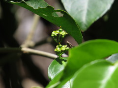 Salacia disepala