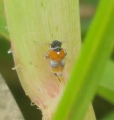 Flavoclypeus andromedus