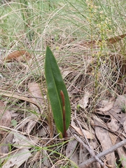 Cryptostylis subulata