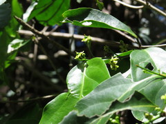 Salacia disepala