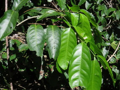 Salacia disepala