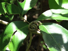Salacia disepala