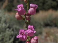 Penstemon floridus floridus