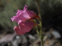 Penstemon floridus floridus