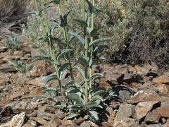 Penstemon floridus floridus