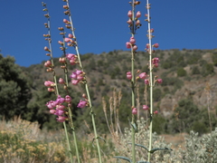 Penstemon floridus floridus