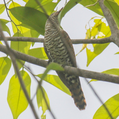 Chrysococcyx xanthorhynchus