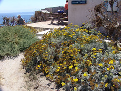Constancea nevinii