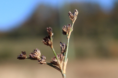 Juncus acutiflorus