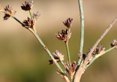 Juncus acutiflorus