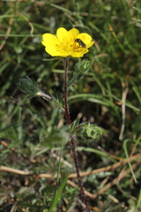 Potentilla hirta
