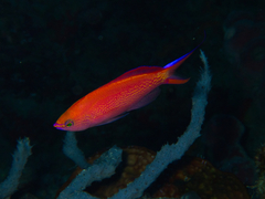 Pyronotanthias smithvanizi