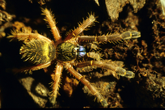 Ephebopus cyanognathus