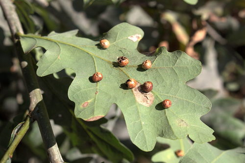 Pea Gall Wasp