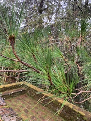 Pinus taiwanensis