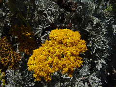 Constancea nevinii